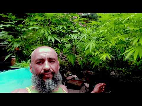 BANI GHEAȚĂ - GRINGO REMIX ( LORDUL TRAFICANȚILOR )