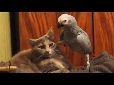 When  Parrot 🦜 Annoys Cat 🐱