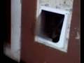 Mashed Potato Vs Cat Door