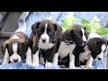 Mixed Breed dogs for sale: Kobe  - Video 1