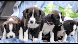 Video preview image #1 Boston Terrier-Cock-A-Poo Mix Puppy For Sale in PORT ROYAL, PA, USA