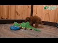 Toy Poodle dogs for sale: Asher - Video 1