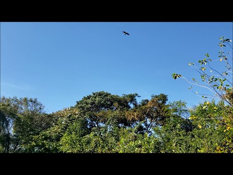 Om (feat. Trilok Gurtu), Detmold (1980)