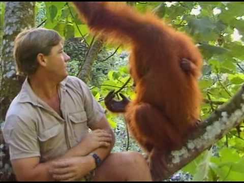 Crocodile Hunter - Faces In The Forest (Part 1)