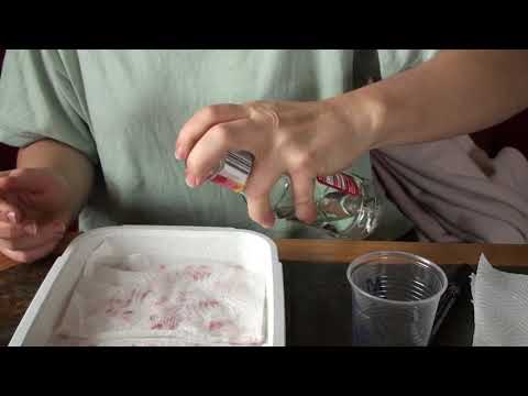 Keimfähigkeitsprobe Getreide