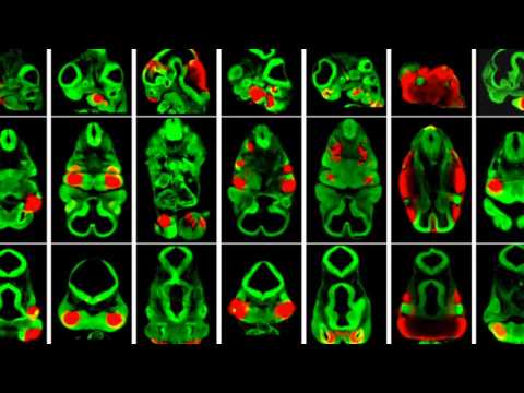 Fine Tuning of Facial Morphology with Enhancers