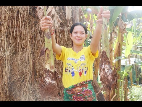 Yummy Fish Cooking With Young Banana Tree Sour soup | Yummy Fish Cooking | Village Cooking TV