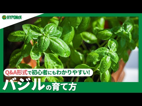 ウォーターバジル:ハーブの新鮮さを保ちます。 植物