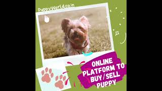 Puppy World || Online shop to Buy & Sell dogs