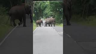preview picture of video 'Thalavadi to Hasanur on the way. Three Elephants crossing.'