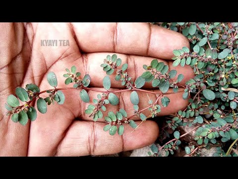 Zina Omukazi Akuwulire Embolo Enyimpi Omukazi Tajiwulira