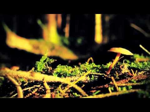 Cadatta Afterlives II set - No ID