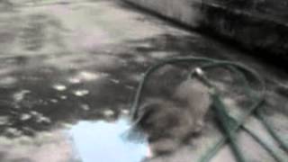 Cthulhu's Rage (Terror - Crushed By The Truth)