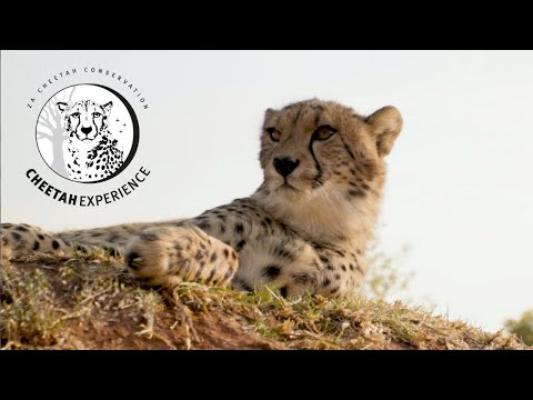 ZA Cheetah Conservation - Animal Care Bills