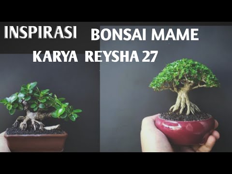 Inspirasi bonsai smoll (mame) karya Reysha 27