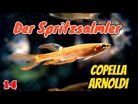 Der Spritzsalmler - Copella arnoldi | ADVENTdicted! Adventskalender | Türchen 14