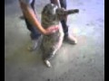 Shop Cat La Panoch