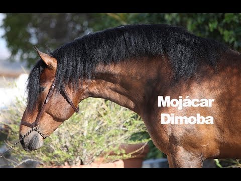 Mojácar Dimoba - Marzo 2018