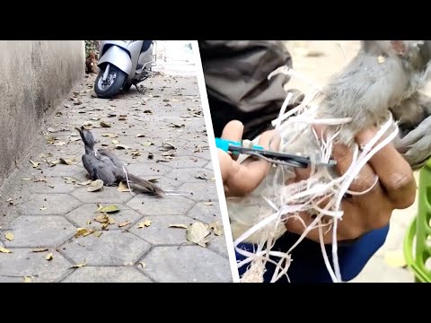 Dem Tier geht die Luft aus. Mit der Schere versucht der Mann, es zu befreien