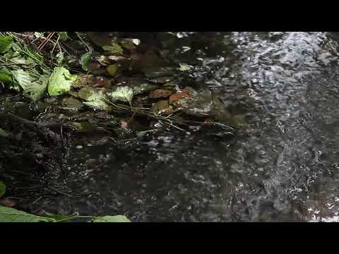 Sylfvr - This Lore Is Forgotten