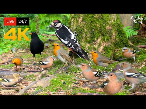 🔴 24/7 LIVE: Cat TV 😺 Cute Birds n Squirrels in the Forest - Cat Games 4K