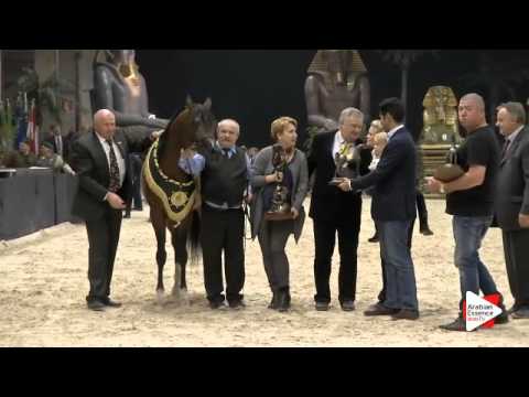 1st-N.218 EQUATOR - Verona 2015 - Senior Males Championship (Class 18)