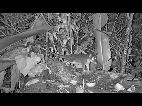 A Gray Four-eyed Opossum Visits The Panama Fruit Feeder For A Banana Snack – April 1, 2020
