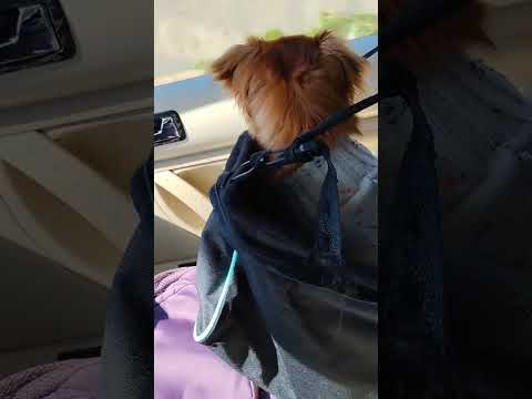 Potato going on Road Trip with mommy Melida