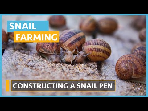Snail Farming Lesson 1 Introduction