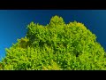 『樹齢千年の夫婦』霧島市福山町