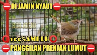 Download lagu PANGGILAN PRENJAK CIAK CIAK 100% burung prenjak ikut nyaut mp3