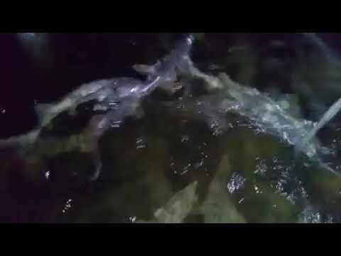 Riblje farme RAS-Srbija uzgoj kečige 3 deo