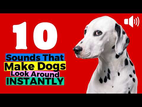 10 Sounds That Dogs Love &amp; Make Dogs Look Around INSTANTLY 🐶