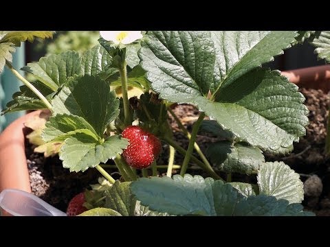 Growing Strawberry Timelapse (40 days in 15 seconds)