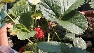 Growing Strawberry Timelapse (40 days in 15 seconds)
