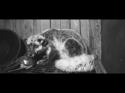 KĀVE & Otwarte Klatki - Futerka feat. Ambro Fiszoski [MASHUP VIDEO]