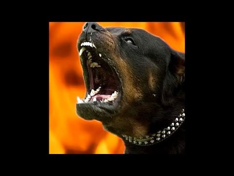[FREE] Zola x Secri x Noname Type Beat 2019 - ''Rottweiler'' (Prod. Shapka)