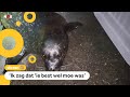 Huh? Zeehond op straat gevonden