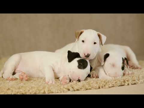 The History and Origins of Terriers: A Deep Dive into the Breeds’ Roots [4K]