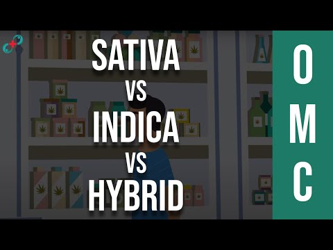 Sativa Vs Indica Vs Hybrid: You've Been Picking Strains All Wrong 🤷‍♂️