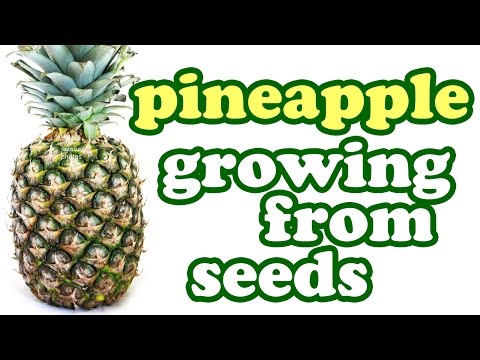 How to Grow a Pineapple Plant from Seeds - Growing Pineapples Fruit Trees - Tropical Fruits Jazevox