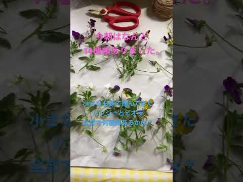 ビオラ トリコロール (在庫状況によります)