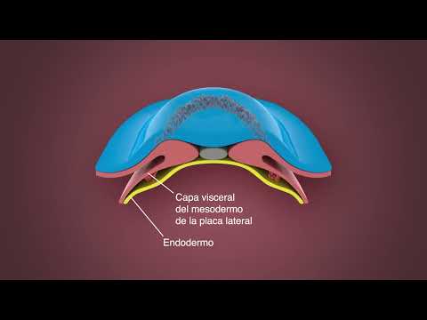 Desarrollo del corazón