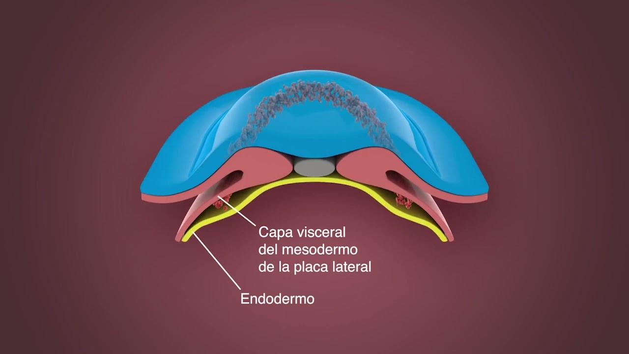 Desarrollo del corazón