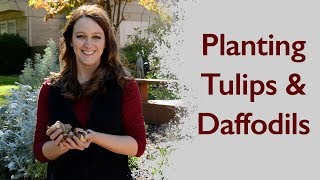 Planting Tulips and Daffodils