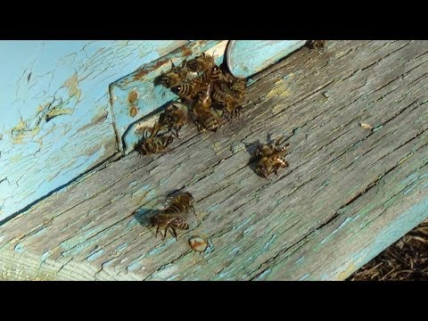 Груповые облёты пчелы в середине зимы, пасика зимой