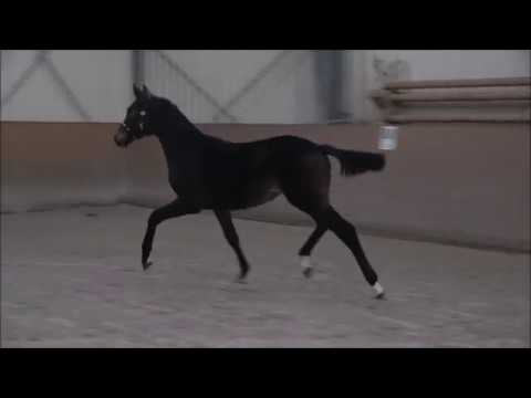 *2018 Stutfohlen von Blue Hors Farell - Fidertanz