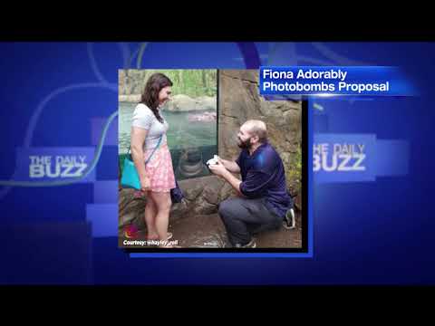 Baby Hippo Fiona Photobombs Proposal