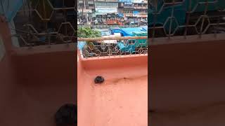 4 BHK Flat for Sale in Kausa, Thane