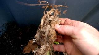 Red Wiggler worm bin- Make your own castings and compost tea!